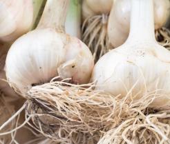 How to grow garlic