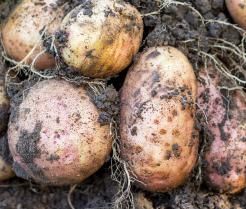 kiedy i jak sadzić ziemniaki