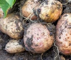 How to grow potatoes