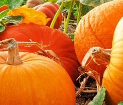 How to grow pumpkins