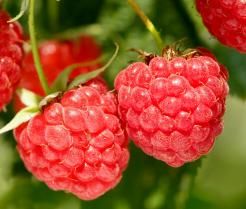 How to grow raspberries