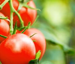 Pomidory