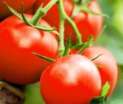 How to grow tomatoes