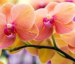 Jak uprawiać storczyki