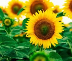 Słoneczniki