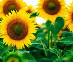 How to grow sunflowers