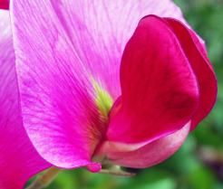 how to grow sweet peas