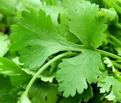 how to grow coriander