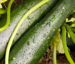 how to grow courgettes
