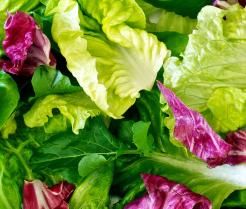 growing salad leaves