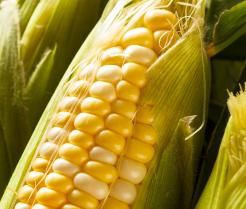 growing sweetcorn