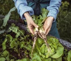 frisch gepflückter Meerrettich