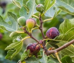 Des figues mûres et vertes dans la couronne de l'arbre du figuier