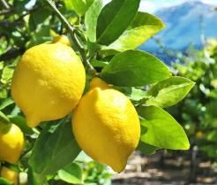Des citrons mûrs sur des branches de citronniers poussant en pleine terre