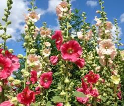 Des roses trémières en fleurs dans un jardin, de couleur rose, pêche et jaune pâle
