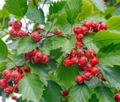 Des baies rouges et des feuilles d’Aubépine épineuse Cratægus oxyacantha