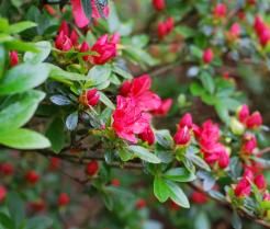 Zbliżenie na ciemnoróżowe kwiaty azalii japońskiej (Azalea Japonica)