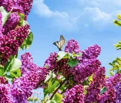 ioletowe kwiaty na krzaku budlei, na tle nieba. Na jednym z kwiatów znajduje się motyl