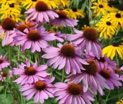 Echinacea purpurea, die östliche lila Konflower, lila Konflower, Igel Konflower, oder Echinacea, ist eine nordamerikanische Art von Blütenpflanzen in der Familie Asteraceae. 