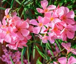 różowe kwiaty oleandra kwitną na naturalnym zielonym tle