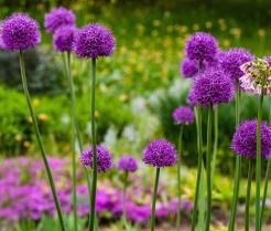 zierlauch garten