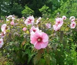 Een hibiscusstruik in de tuin​​