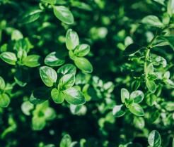 Nahaufnahme der Thymianpflanze