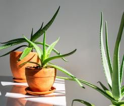 plantes d'aloe vera en pot dans un rayon de soleil