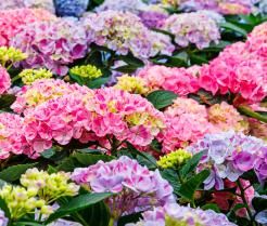 une collection d'hortensias aux couleurs vives