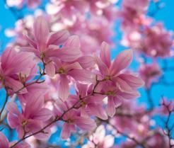 Gros plan de fleurs de magnolia roses poussant sur une branche
