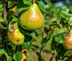 gros plan de poires poussant sur une branche