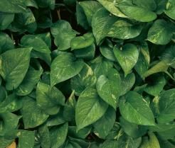 Gros plan de feuilles de pothos vertes