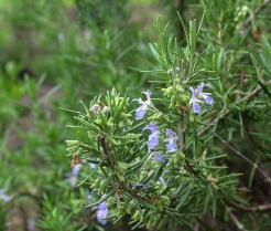 Rosmarin wächst im Freien