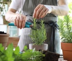 Romarin récolté en pot avec un sécateur