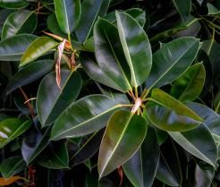 Gros plan des feuilles vertes de Ficus elastica