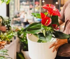 Anturium Andrego jest w kolorze czerwonym