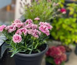 Nelkenpflanze in einem Topf