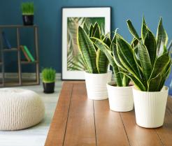 Schlangenpflanzen wachsen in Töpfen auf einem Tisch