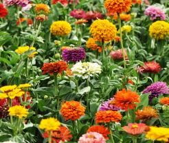 Cynia wytworna daliowa to piękna ozdoba ogrodu