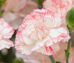 Carnations