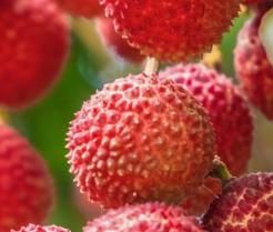 How to grow Lychee