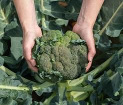 Hände halten eine Brokkolipflanze