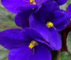 African Violet
