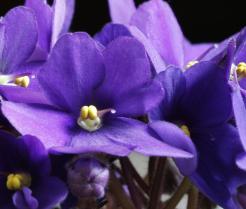 Fiołki afrykańskie na parapecie