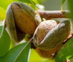 Growing almond