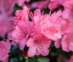 Azalea small