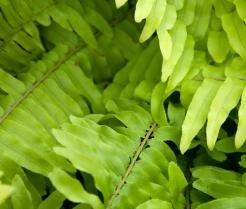Boston Fern