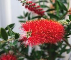bottlebrush