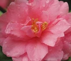 Camellias