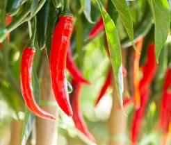 Chillies growing